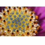 اکستنشن تیوب فوکوس دستی برای نیکون