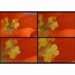 اکستنشن تیوب فوکوس دستی برای نیکون