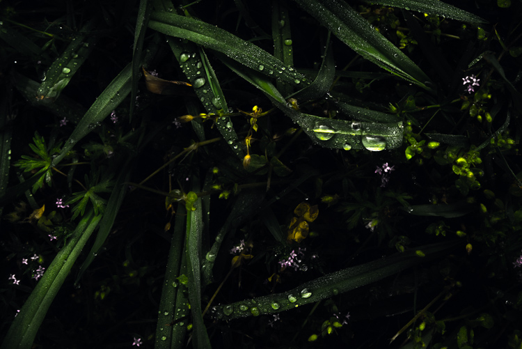 ۵ پیشنهاد برای عکاسی از طبیعت